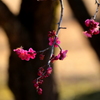 梅の花　2