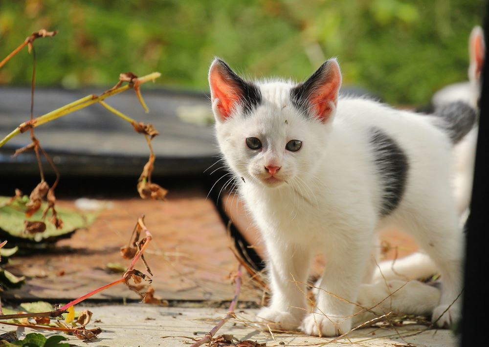 ボクのこと呼んだ？