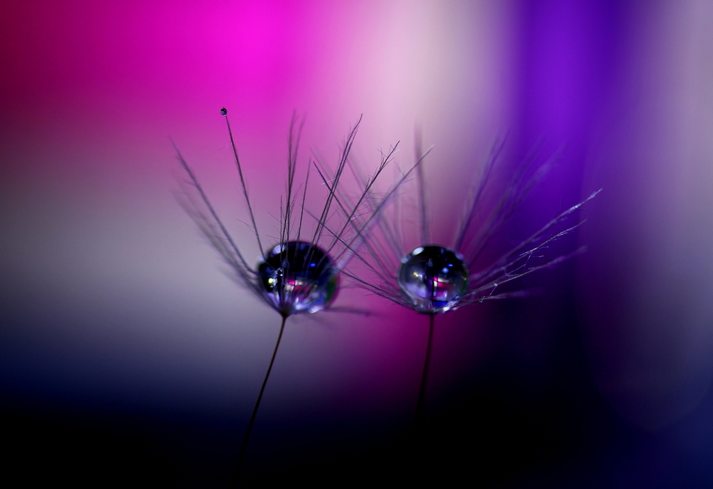 心海ＤＲＯＰｓ