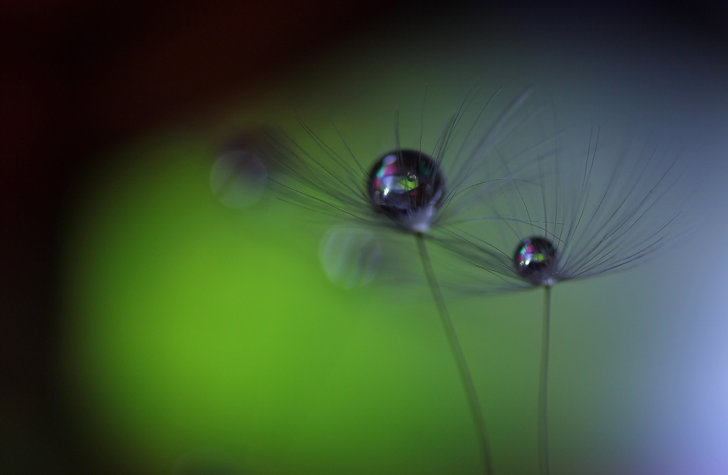 心海ＤＲＯＰｓ