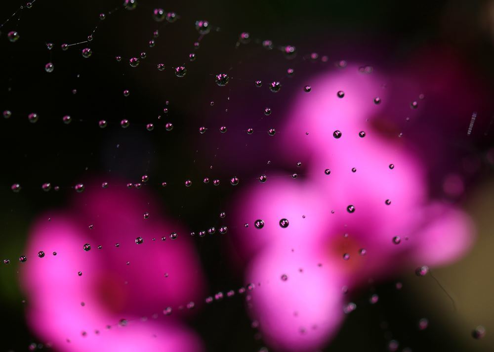 花の惑星