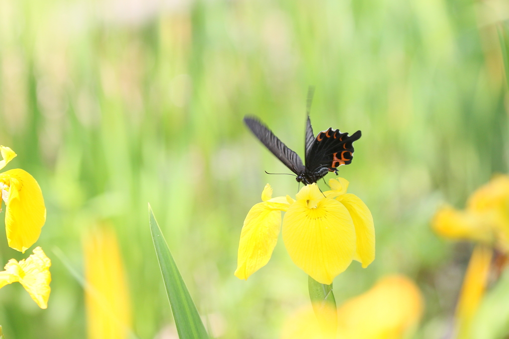 花から花へ～♪