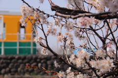 桜と、かぼちゃ電車君