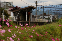 コスモスの咲く小さな駅