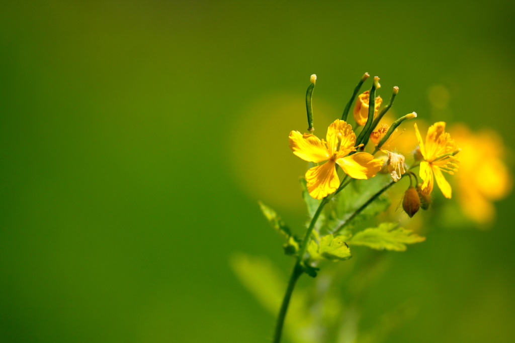 グリーンに包まれて