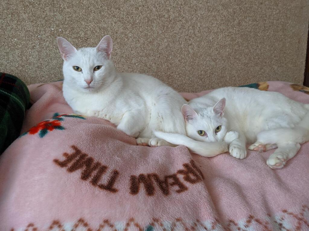 ペロとサム