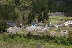山の春