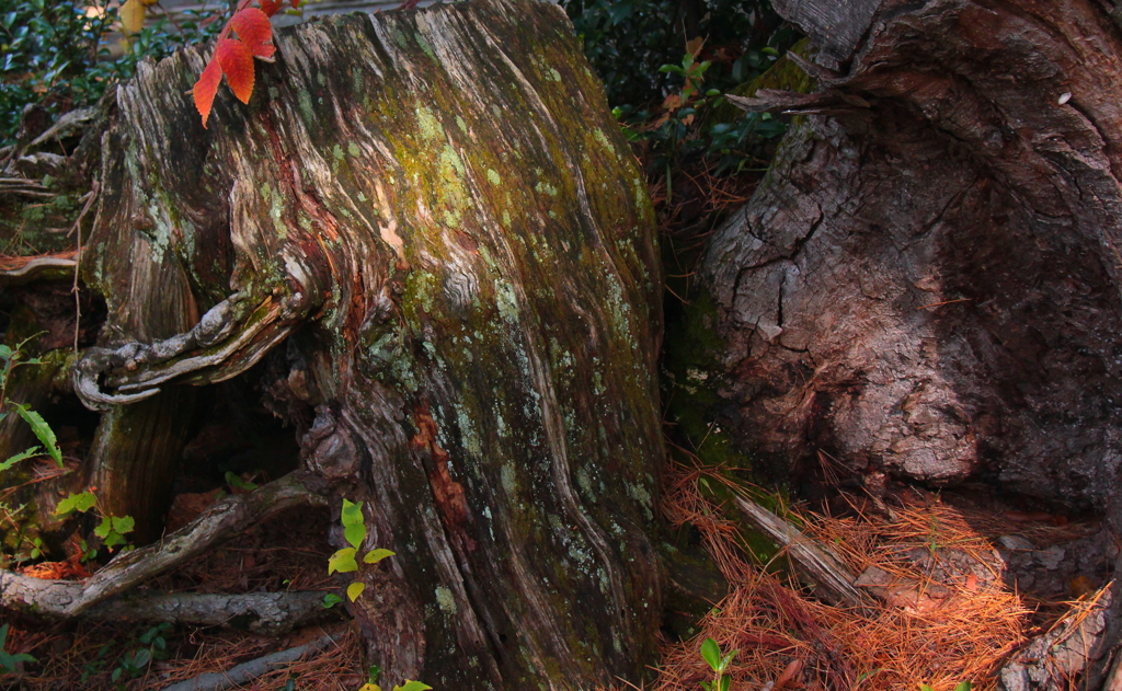 年月は時とともに過ゆく