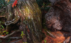 年月は時とともに過ゆく