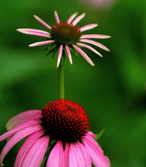 なかよしこよし