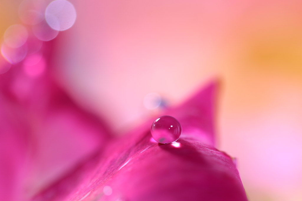バラ色の雫