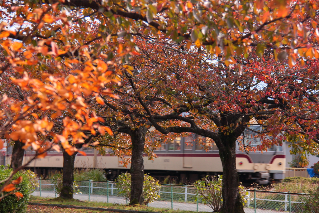 燃える秋～を乗せて♪