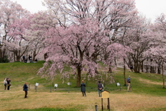 満開桜・・・花愛でる人々