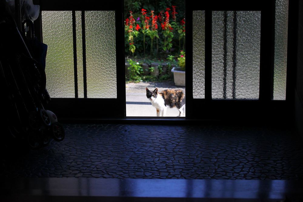 こんにちはニャン