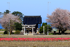 チューリップと桜、神社の向こうは海