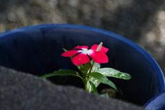順番を待ちきれなかった蕾