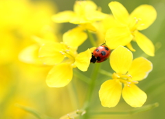 菜の花とテントウムシ