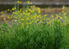 降る雨は甘露