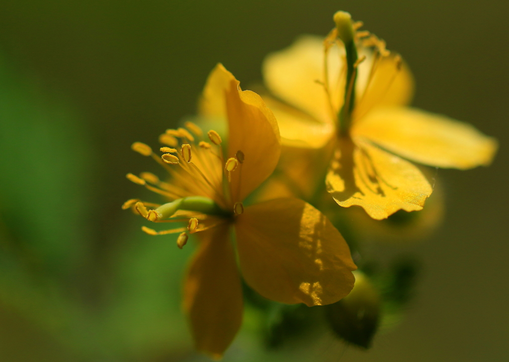 花芯