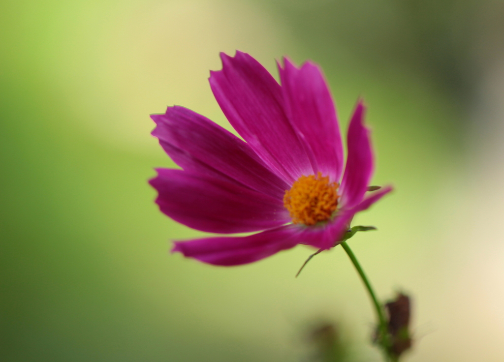 秋桜