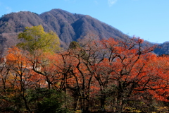 紅葉