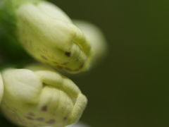 無口なんです....（蕾）