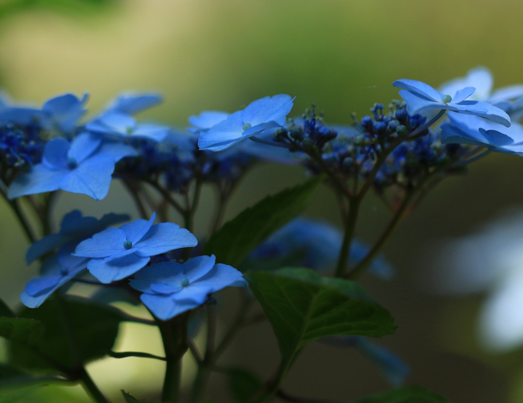 紫陽花