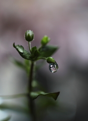 花ちょうちん