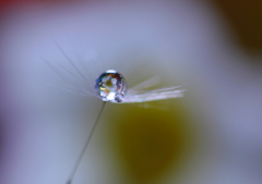春を待つ花