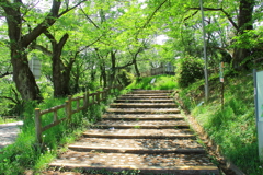 若葉のアーチ