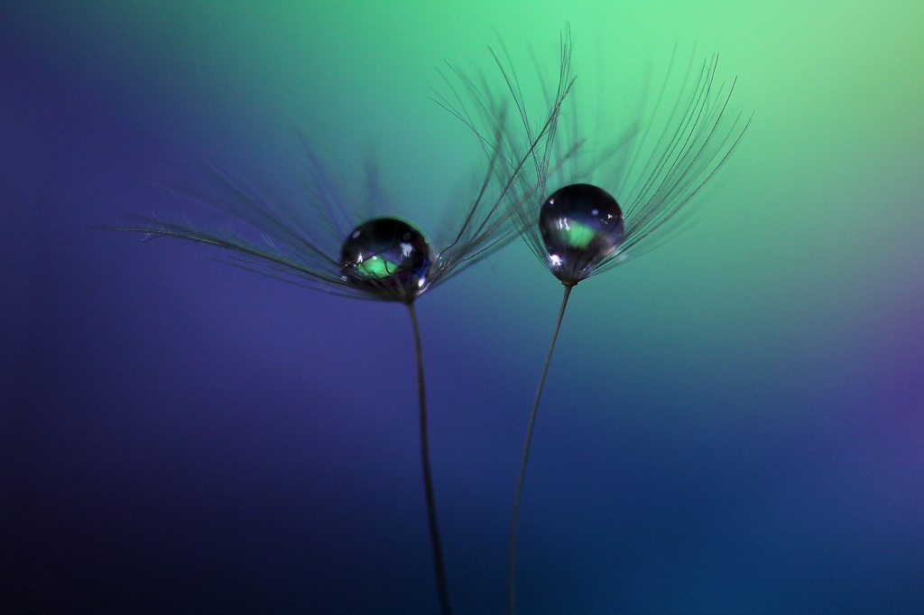 心海ＤＲＯＰＳ