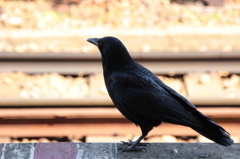 カラスさん～何考えてるの？