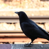 カラスさん～何考えてるの？