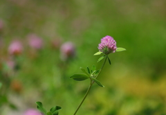 ムラサキツメクサ　