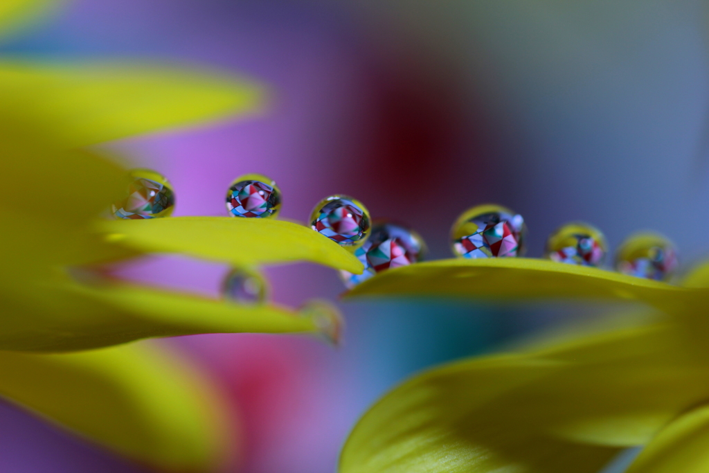 夢の国のプレゼント　メリークリスマス！