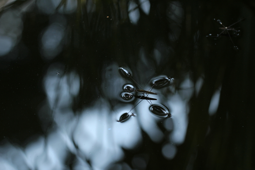 水面の帝王