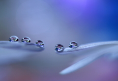 心海ＤＲＯＰＳ　34