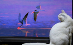 サム　（テレビに夢中）