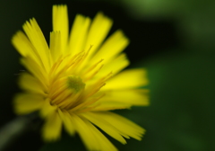 黄色いタンポポの仲間