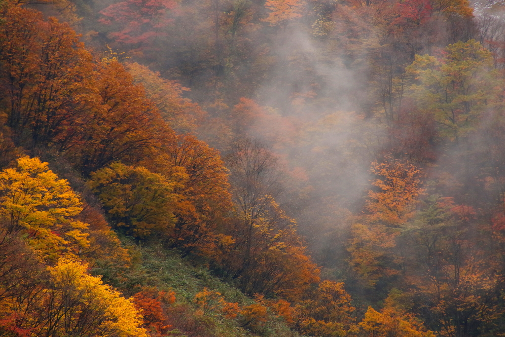 山煙る　2　(紅葉）
