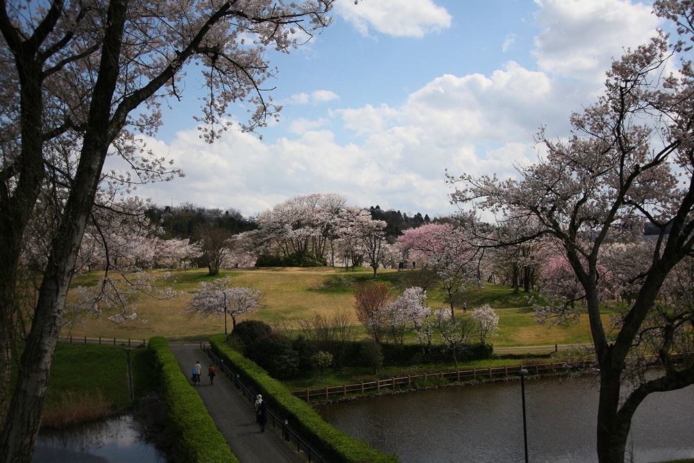 見渡せば桜、さくら