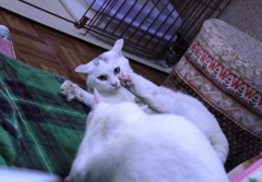 不意打ちかよ・・・！