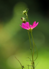 秋桜