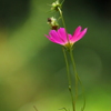 秋桜