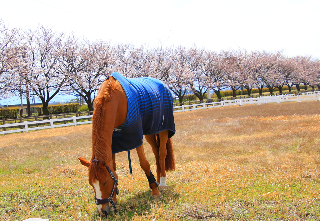 桜とお馬さん