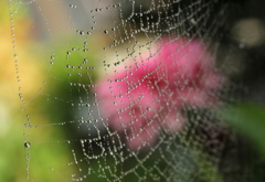 蜘蛛の巣アート