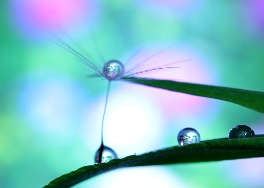 紫陽花畑に恋をして・・・