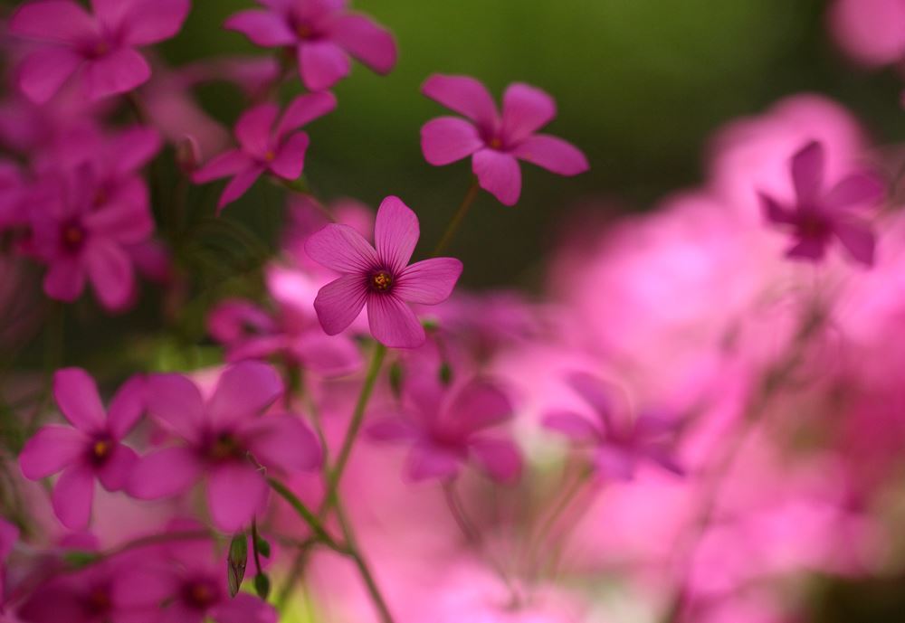 わたしはわたし