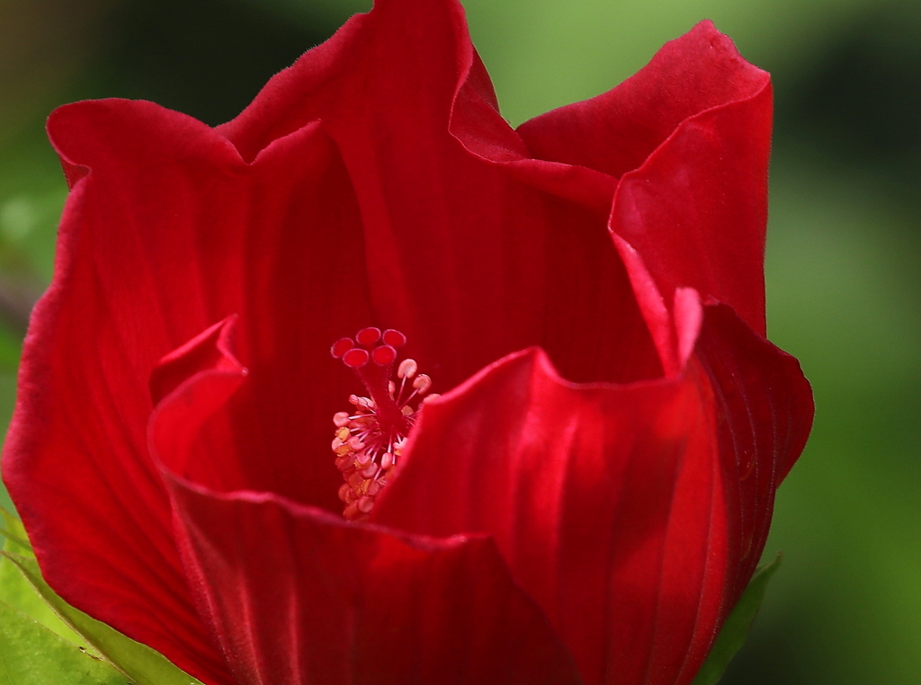 地上の星（ドラマチックな赤）