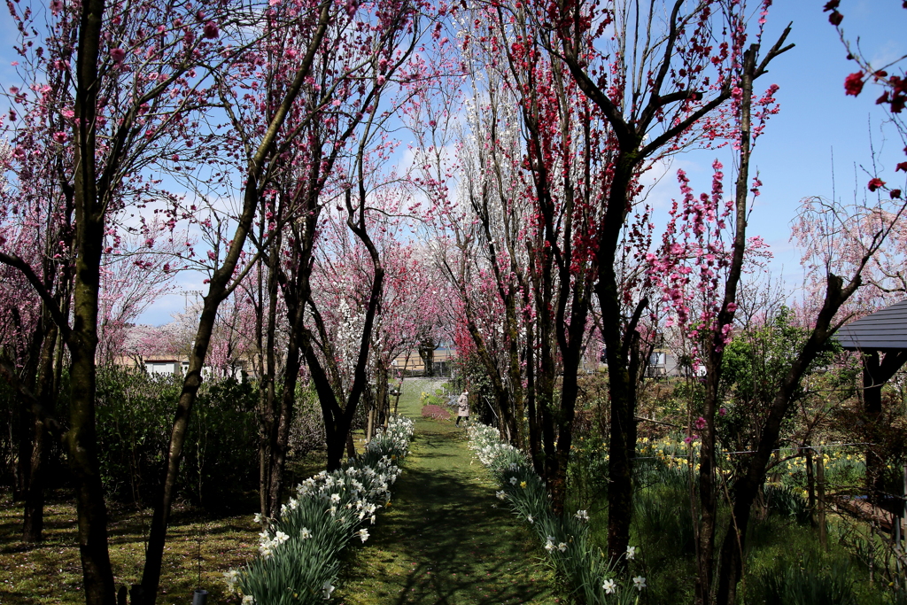 花園